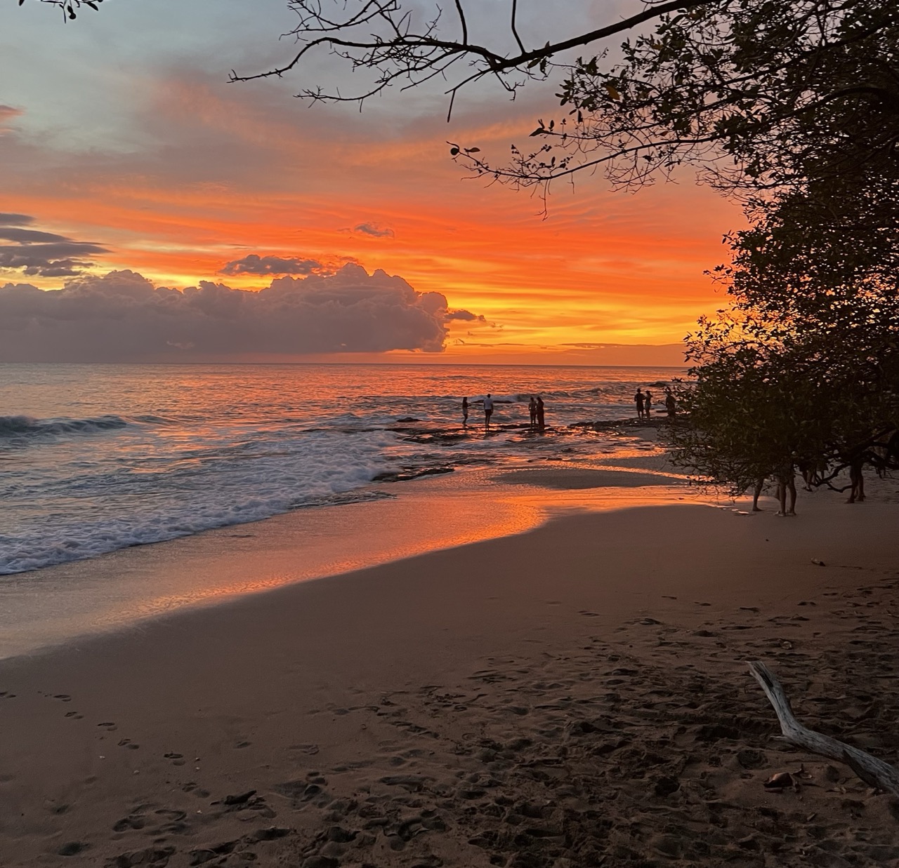 Tamarindo