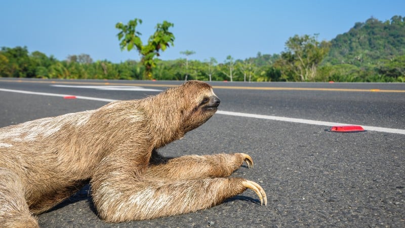 Sloths in Costa-Rica