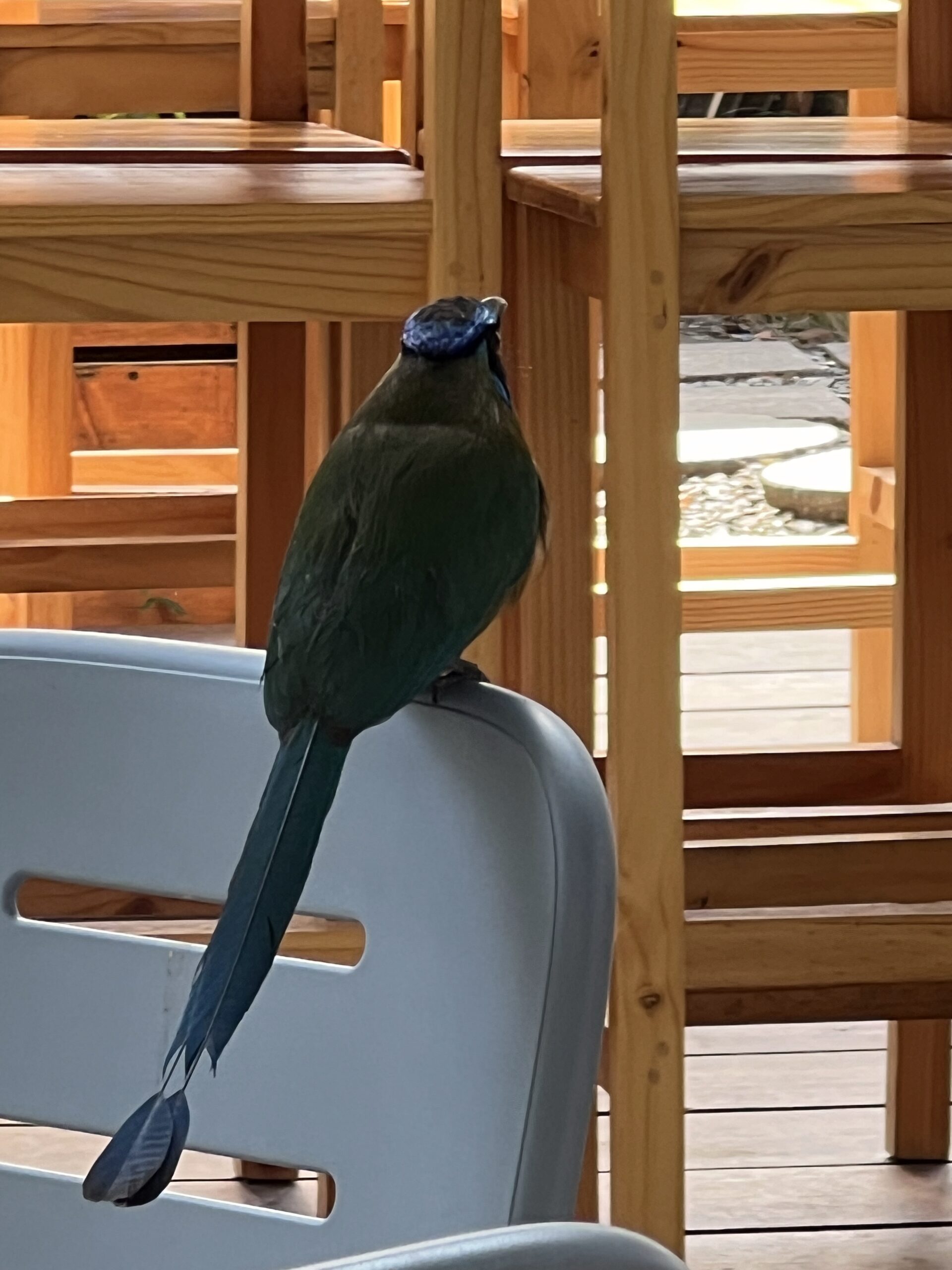 birdwatching in costa rica