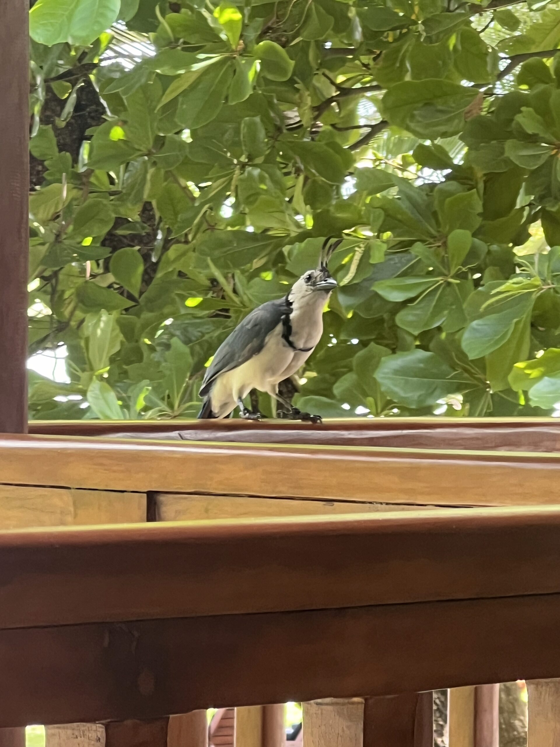 Birdwatching in Costa Rica