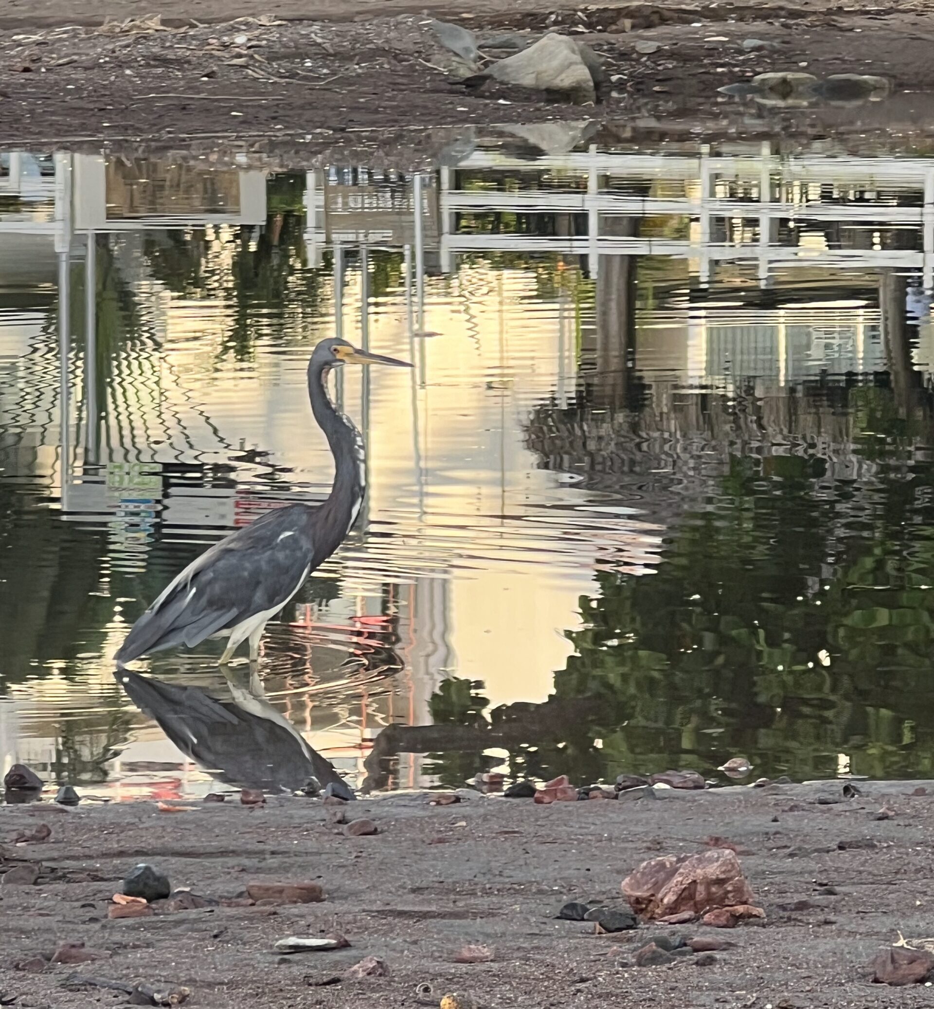 Birdwaching in Costa Rica