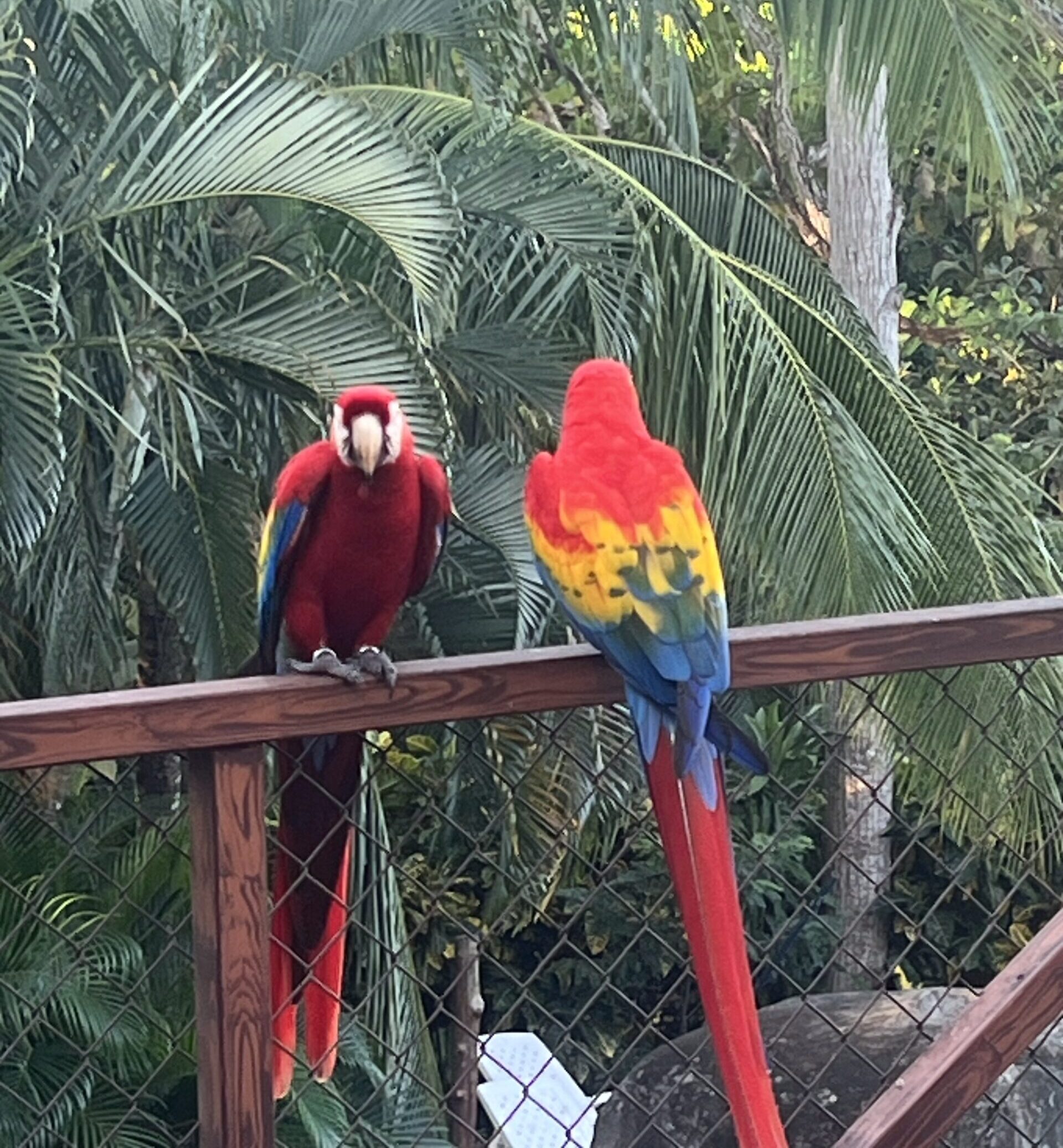 scarlet macaw in costa rica