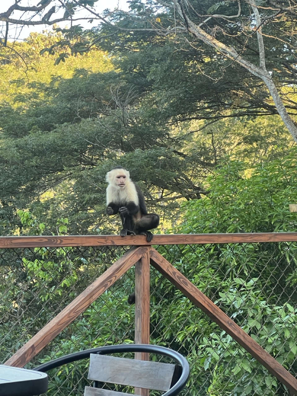 Monkeys in Costa Rica