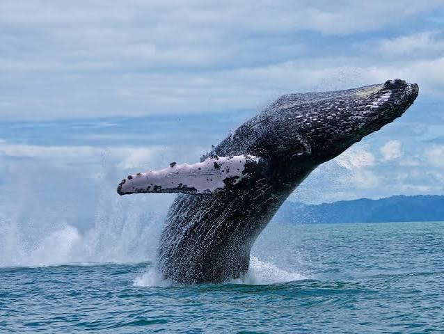 Whale in Costa Rica