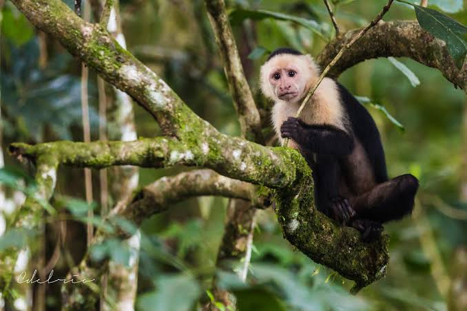 Monkeys in Nosara