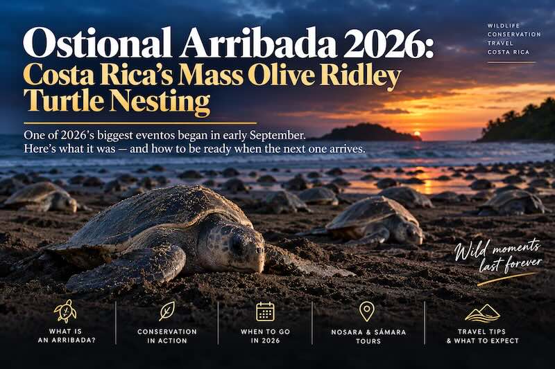 Thousands of olive ridley sea turtles nesting simultaneously on the beach at Ostional Wildlife Refuge, Nicoya Peninsula, Costa Rica